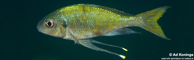 Ophthalmotilapia ventralis Mamalesa Island